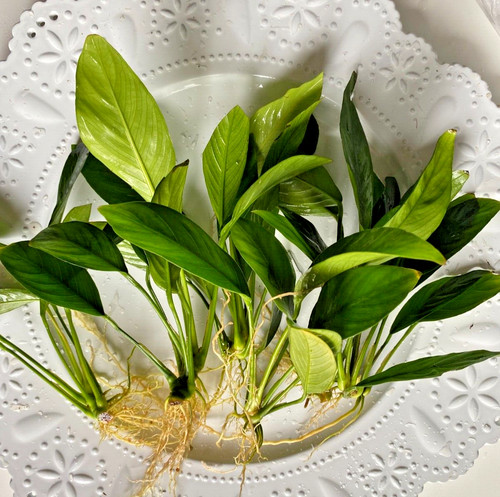 Tofu tanks single anubias - single,